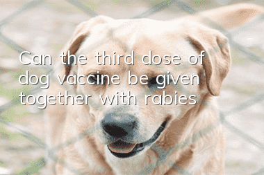 Can the third dose of dog vaccine be given together with rabies?