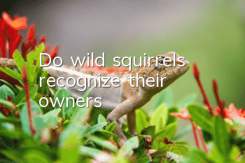 Do wild squirrels recognize their owners?