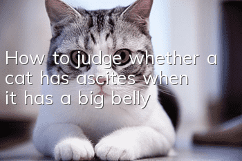 How to judge whether a cat has ascites when it has a big belly