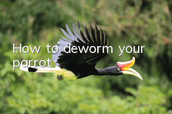 How to deworm your parrot