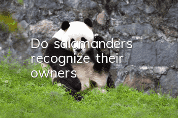 Do salamanders recognize their owners?