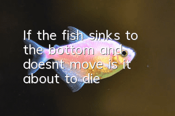 If the fish sinks to the bottom and doesn’t move, is it about to die?