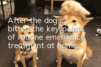 After the dog is bitten, the key points of routine emergency treatment at home!