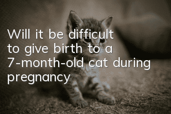 Will it be difficult to give birth to a 7-month-old cat during pregnancy?