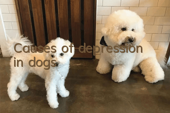 Causes of depression in dogs