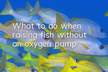 What to do when raising fish without an oxygen pump