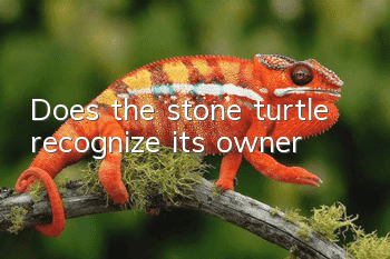 Does the stone turtle recognize its owner?