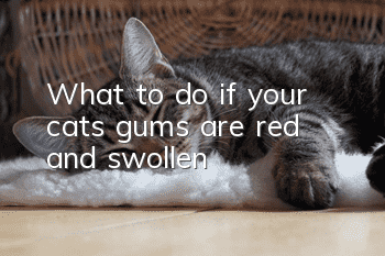 What to do if your cat’s gums are red and swollen