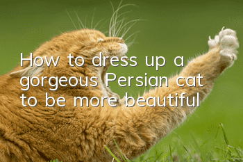 How to dress up a gorgeous Persian cat to be more beautiful?