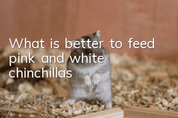 What is better to feed pink and white chinchillas?