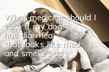 What medicine should I take if my dog ​​has diarrhea that looks like mud and smells bad?