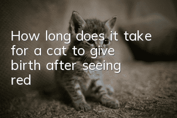 How long does it take for a cat to give birth after seeing red?