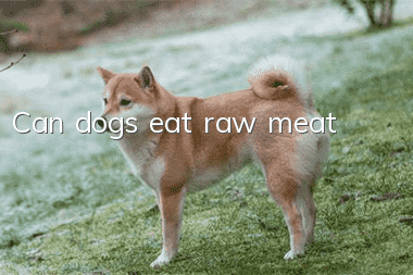 Can dogs eat raw meat?