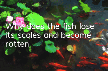 Why does the fish lose its scales and become rotten?