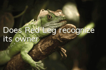 Does Red Leg recognize its owner?