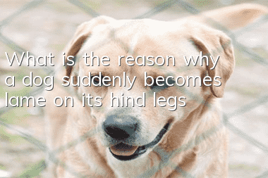 What is the reason why a dog suddenly becomes lame on its hind legs?