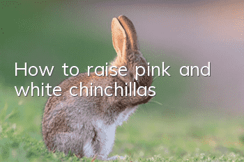 How to raise pink and white chinchillas