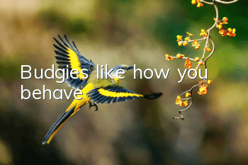 Budgies like how you behave