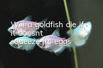 Will a goldfish die if it doesn't squeeze its eggs?