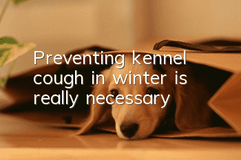 Preventing kennel cough in winter is really necessary!