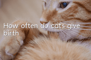 How often do cats give birth?