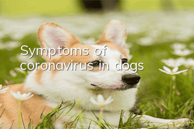 Symptoms of coronavirus in dogs