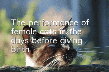 The performance of female cats in the days before giving birth