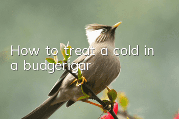 How to treat a cold in a budgerigar