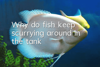 Why do fish keep scurrying around in the tank?