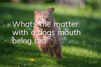 What’s the matter with a dog’s mouth being red?