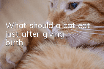 What should a cat eat just after giving birth?