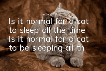 Is it normal for a cat to sleep all the time? Is it normal for a cat to be sleeping all the time?