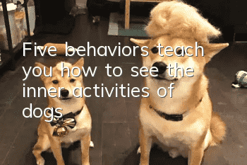 Five behaviors teach you how to see the inner activities of dogs!