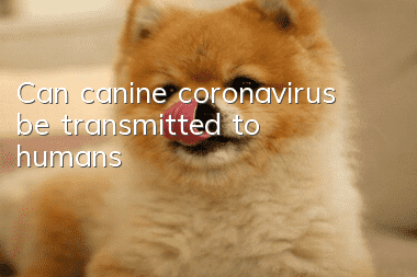 Can canine coronavirus be transmitted to humans?