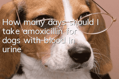 How many days should I take amoxicillin for dogs with blood in urine?