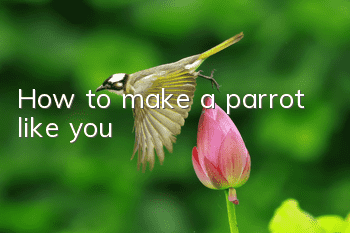 How to make a parrot like you