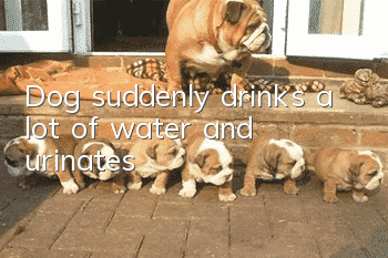 Dog suddenly drinks a lot of water and urinates