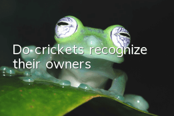 Do crickets recognize their owners?