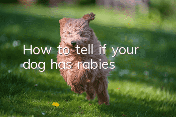 How to tell if your dog has rabies