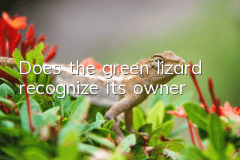 Does the green lizard recognize its owner?