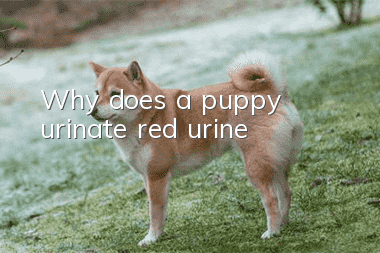 Why does a puppy urinate red urine?