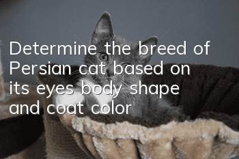 Determine the breed of Persian cat based on its eyes, body shape and coat color