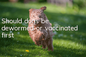 Should dogs be dewormed or vaccinated first?