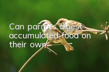 Can parrots digest accumulated food on their own?