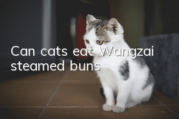 Can cats eat Wangzai steamed buns?