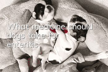 What medicine should dogs take for enteritis?