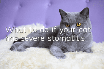 What to do if your cat has severe stomatitis