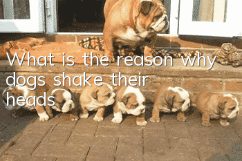 What is the reason why dogs shake their heads?