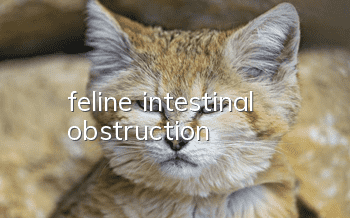 feline intestinal obstruction