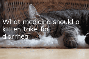 What medicine should a kitten take for diarrhea?